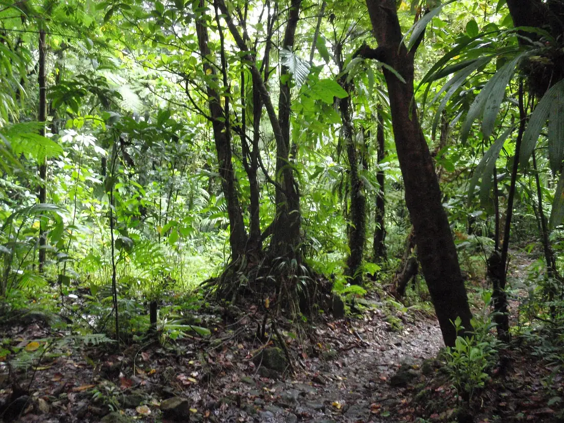 A quiet rainforest trail among tall trees and ferns in Morne Trois Pitons National Park, Dominica
